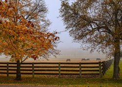 Jesień, Drzewa, Ogrodzenie, Pastwisko, Konie, Mgła