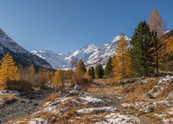 Szwajcaria, Kanton Gryzonia, Ośnieżone, Góry Alpy, Dolina Morteratsch, Pożółkłe, Drzewa, Kamienie, Śnieg, Zima