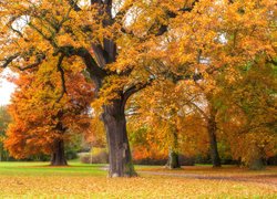 Park, Drzewa, Gałęzie, Jesień