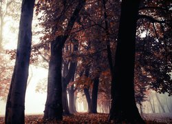 Park, Mgła, Drzewa, Jesień, Czerwono-brązowe, Liście