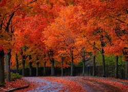 Jesień, Jesienne, Drzewa, Czerwone, Rude, Liście, Droga, Płot, Ogrodzenie