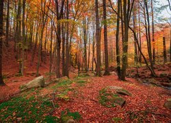 Natura, Las, Drzewa, Jesień, Liście