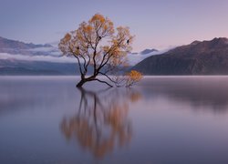 Wschód słońca, Jezioro Wanaka, Drzewo, Jesień, Odbicie, Wyspa Południowa, Nowa Zelandia