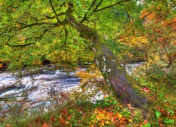 Drzewo, Jesień, Liście, Potok, HDR