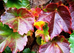 Jesienne kolorowe liście