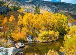 Rzeka, Bishop Creek, Jesień, Krzewy, Pożółkłe, Drzewa, Góry, Kalifornia, Stany Zjednoczone