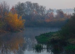 Jesienne krzewy i drzewa nad rzeką