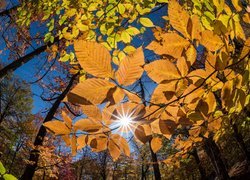 Jesień, Liście, Drzewa, Gałęzie, Promienie słońca