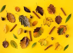 Jesienne liście i żołędzie na żółtym tle