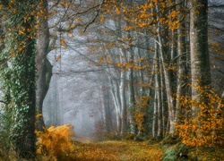 Jesień, Las, Mgła, Drzewa