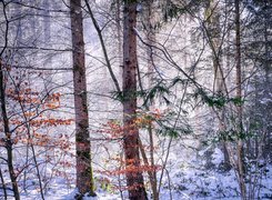 Jesienne liście na drzewach w zimowym lesie
