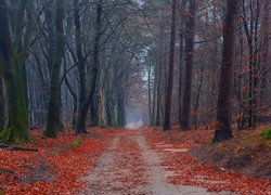 Jesienne liście opadły z drzew na leśną drogę