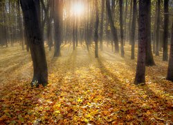 Las, Liście, Drzewa, Jesień, Przebijające światło
