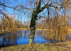 Jesień, Staw, Wierzby płaczące, Park