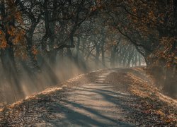 Droga, Drzewa, Mgła, Jesień, Przebijające Światło