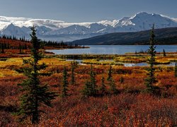 Jesienny krajobraz Parku Narodowego Denali na Alasce