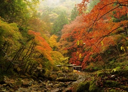 Jesienny las na kamienistym podłożu