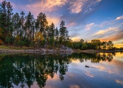 Stany Zjednoczone, Arizona, Jezioro, Goldwater Lake, Drzewa, Zachód Słońca, Odbicie