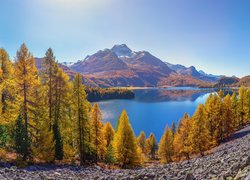 Góry Alpy, Jesień, Drzewa, Dolina Engadyna, Jezioro Silsersee, Szczyt Piz da la Margna, Kanton Gryzonia, Szwajcaria