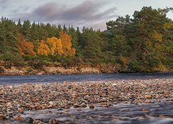 Jesienny las nad kamienistą rzeką w Parku Narodowym Cairngorms