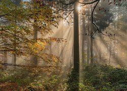 Jesienny las oświetlony promieniami słońca