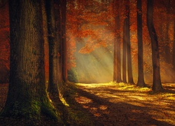 Jesienny las w blasku promieni słońca