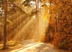 Jesień, Las, Drzewa, Przebijające światło, Słoneczny, Dzień