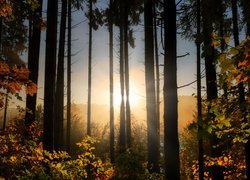 Jesienny las w blasku wschodzącego słońca