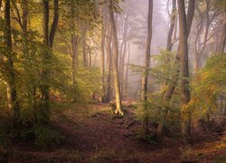 Las, Drzewa, Mgła, Hrabstwo Oxfordshire, Anglia