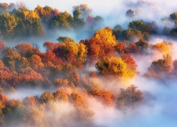 Jesień, Mgła, Las, Drzewa