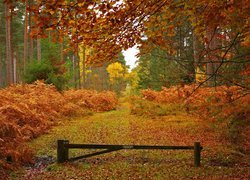 Jesienny las w Parku Narodowym New Forest