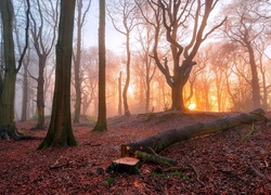 Jesienny las w świetle zachodzącego słońca