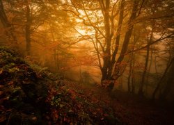 Jesienny las we mgle  w górach Sewenny we Francji