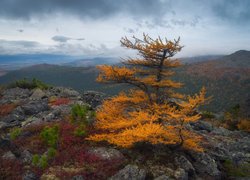 Jesienny modrzew na skałach na tle gór