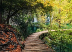 Jesienny park w Chorwacji z drewnianą ścieżką wśród zarośli