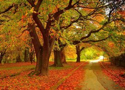 Park, Drzewa, Jesień, Kolorowe, Liście, Ścieżka