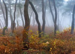 Las, Drzewa, Jesień, Mgła, Roślinność, Kolorowa