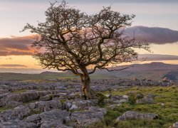 Anglia, Hrabstwo North Yorkshire, Park Narodowy Yorkshire Dales, Skały wapienne, Drzewo, Jesion, Kamienie