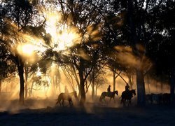Jeźdźcy na koniach w świetle słońca