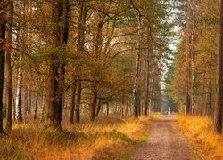 Las, Drzewa, Ścieżka, Droga, Koń, Jeździec, Jesień