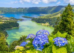 Niebieskie, Hortensje, Jezioro Azul, Jezioro Verde, Góry, Lasy, Sete Cidades, Wyspa Sao Miguel, Azory, Portugalia