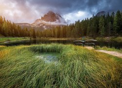 Jezioro Antorno Lake, Góry Dolomity, Masyw Tre Cime di Lavaredo, Prowincja Belluno, Włochy, Trawy, Mostek, Drzewa