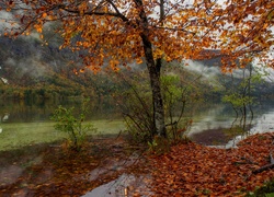 Słowenia, Park Narodowy Triglav, Jesień, Drzewo, Góry, Jezioro Bohinjsko, Liście