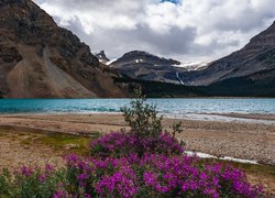 Kanada, Prowincja Alberta, Park Narodowy Banff, Jezioro Bow Lake, Góry, Drzewa, Kwiaty, Chmury