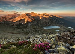 Góry Retezat, Karpaty Południowe, Skały, Kamienie, Roślinność, Kwiaty, Jezioro Bucura, Zachód słońca, Park Narodowy Retezat, Rumunia