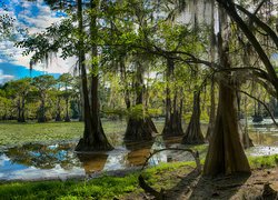 Jezioro Caddo Lake w Teksasie