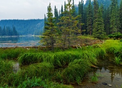 Stany Zjednoczone, Alaska, Park Narodowy Denali, Jezioro Horseshoe, Las, Trawy