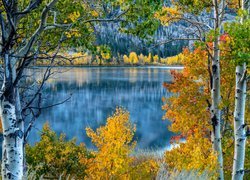 Stany Zjednoczone, Kalifornia, Jezioro June Lake, Topole osikowe, Jesień, Drzewa