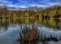 Francja, Dagneux, Jezioro Lac Neyton, Drzewa