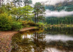 Jezioro, Loch Eck, Półwysep Cowal, Szkocja, Drzewa, Droga, Kamienie, Mgła